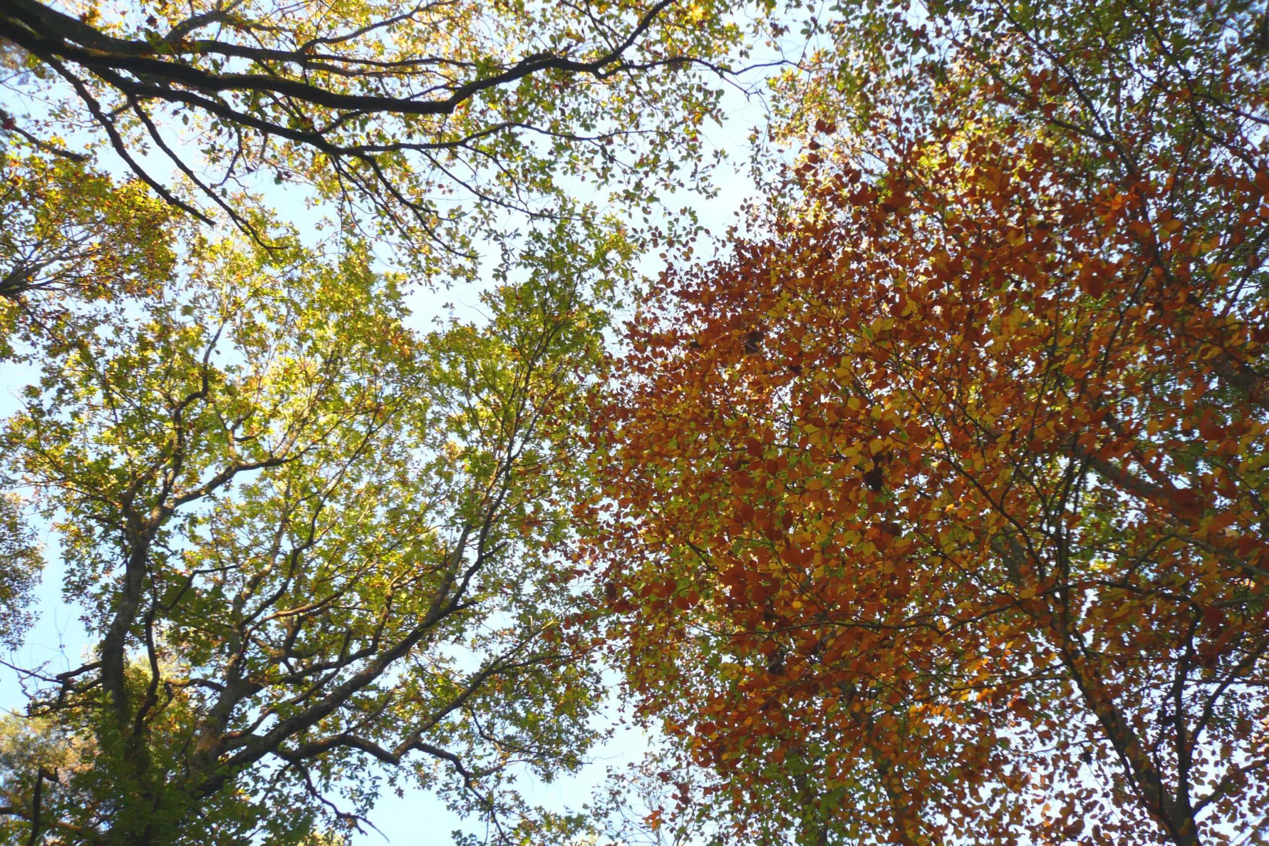 Fête de l'arbre