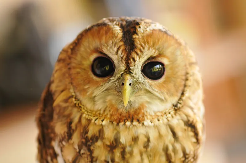 Les rapaces nocturnes avec la LPO