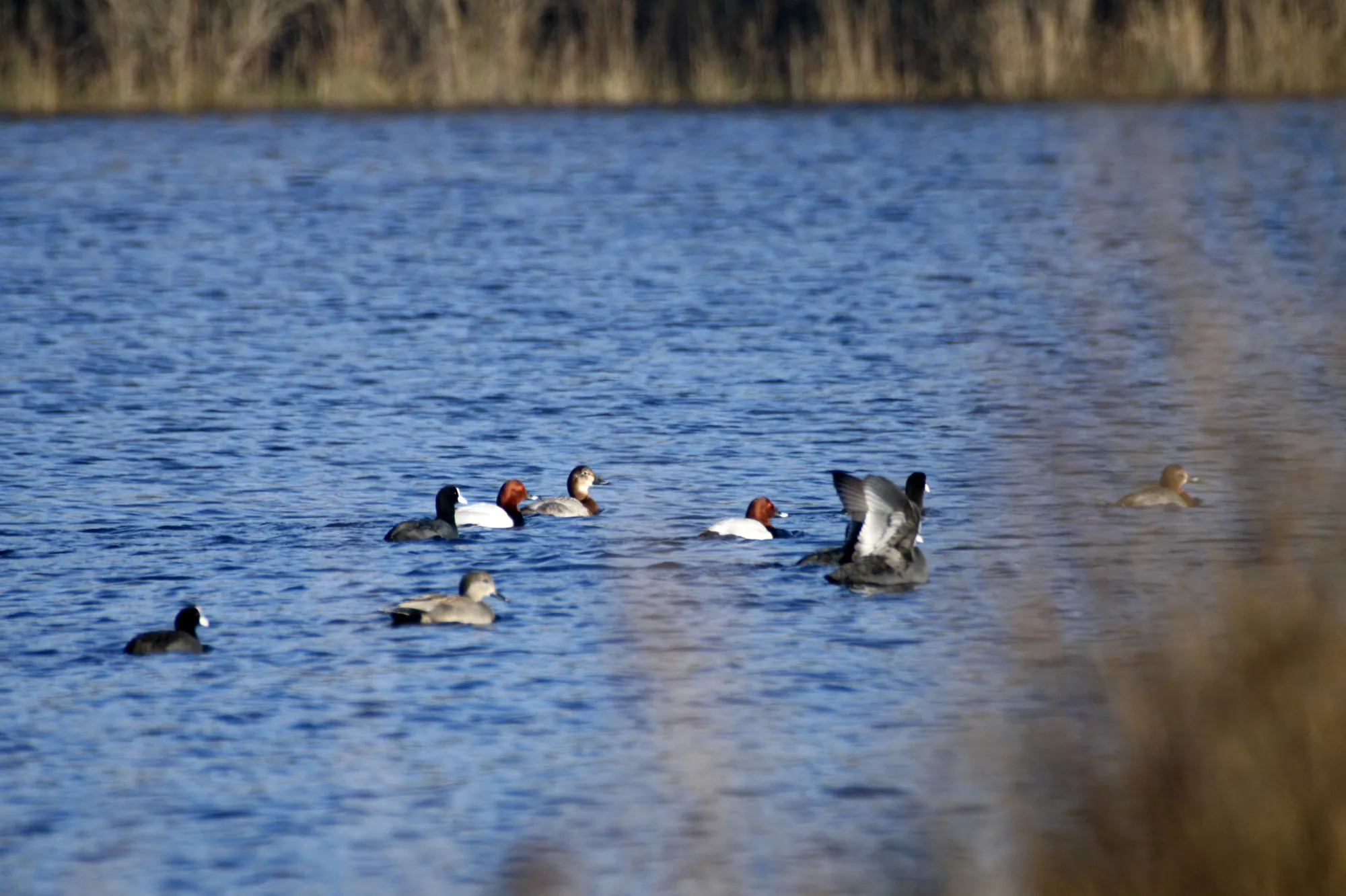 Observation des oiseaux d’eau hivernants