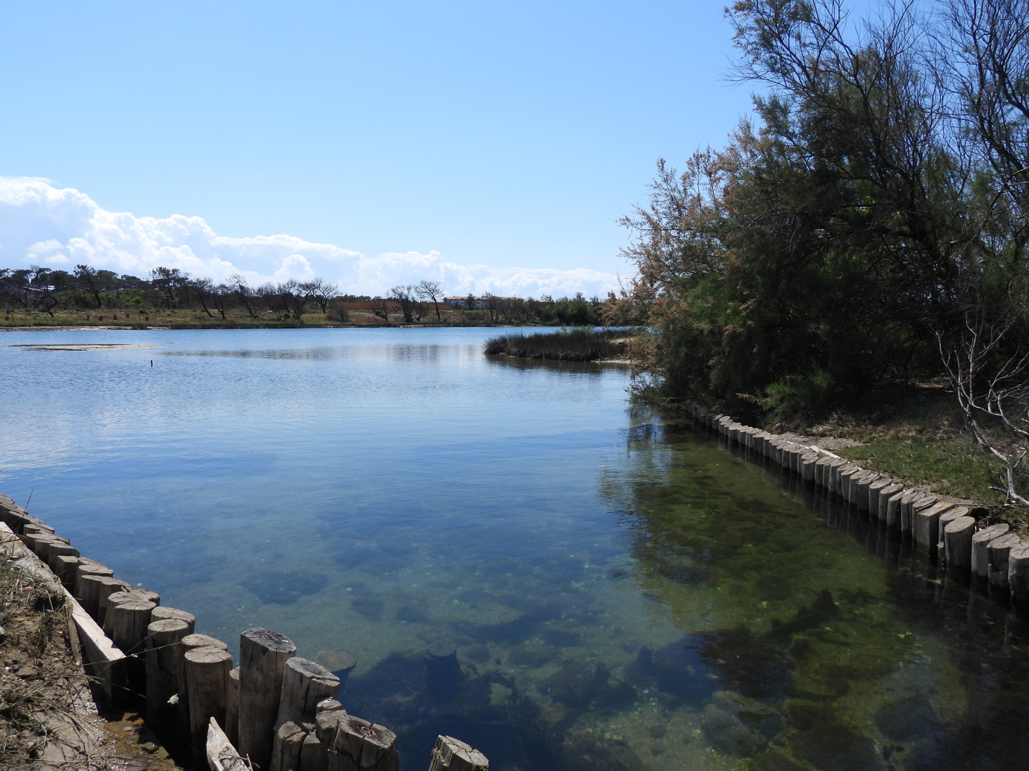 Du bassin de rétention au trésor de biodiversité