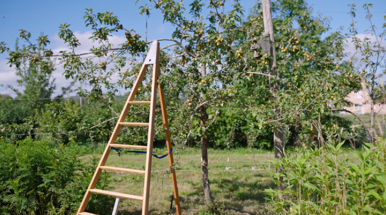 Atelier de taille hivernale des arbres fruitiers