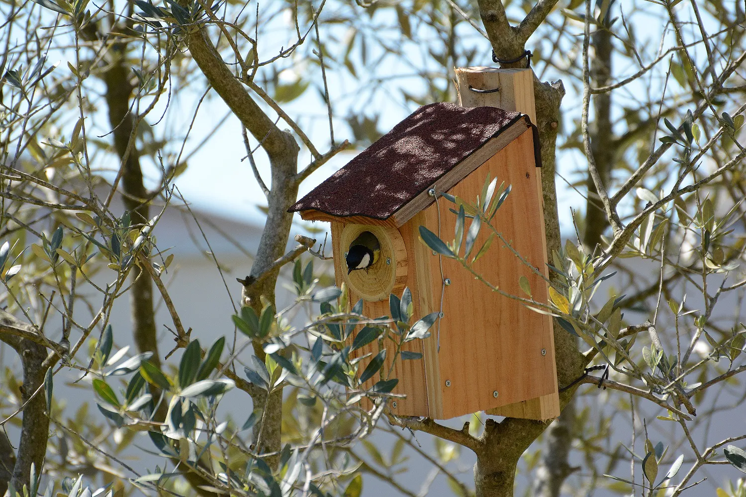 Atelier fabriquer un nichoir pour les mésanges