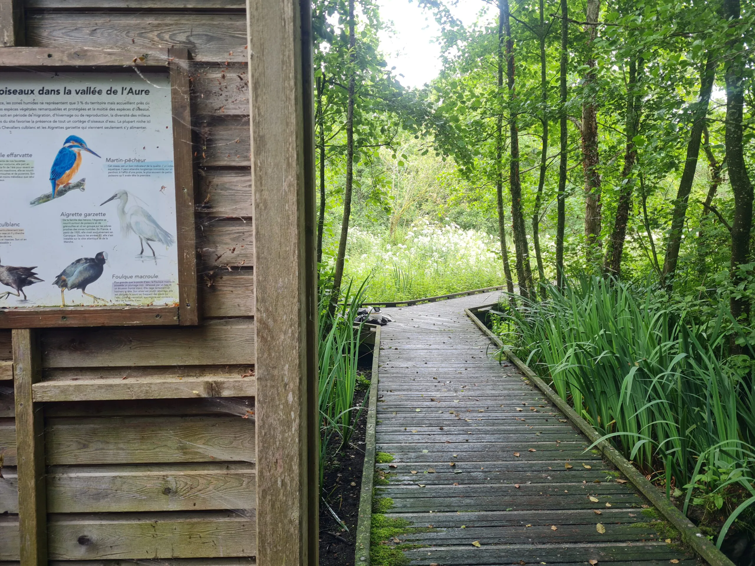 Sortie les oiseaux du marais de la vallée de l’Aure (dans le cadre de la journée mondiale des oiseaux migrateurs)