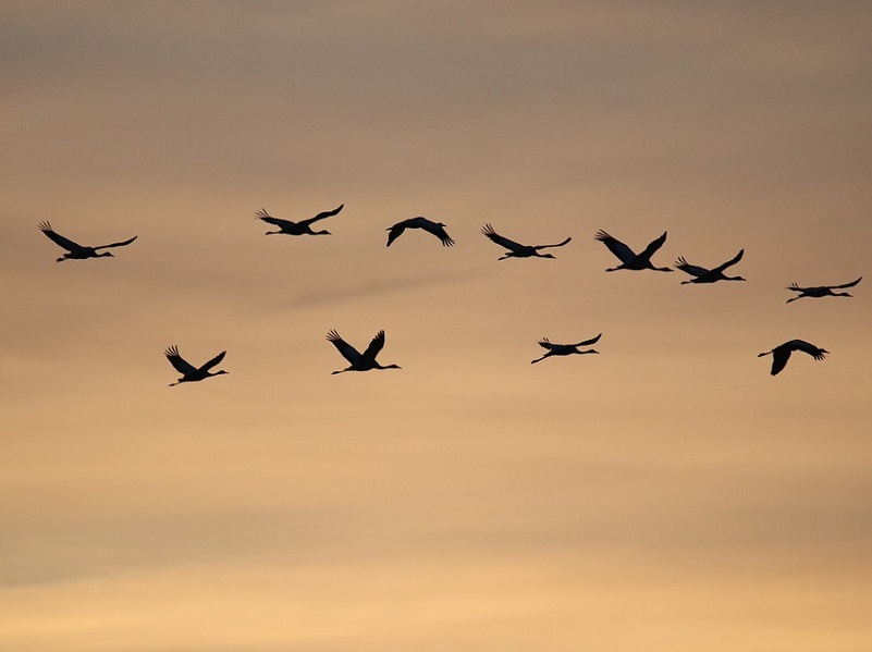 Les oiseaux hivernants