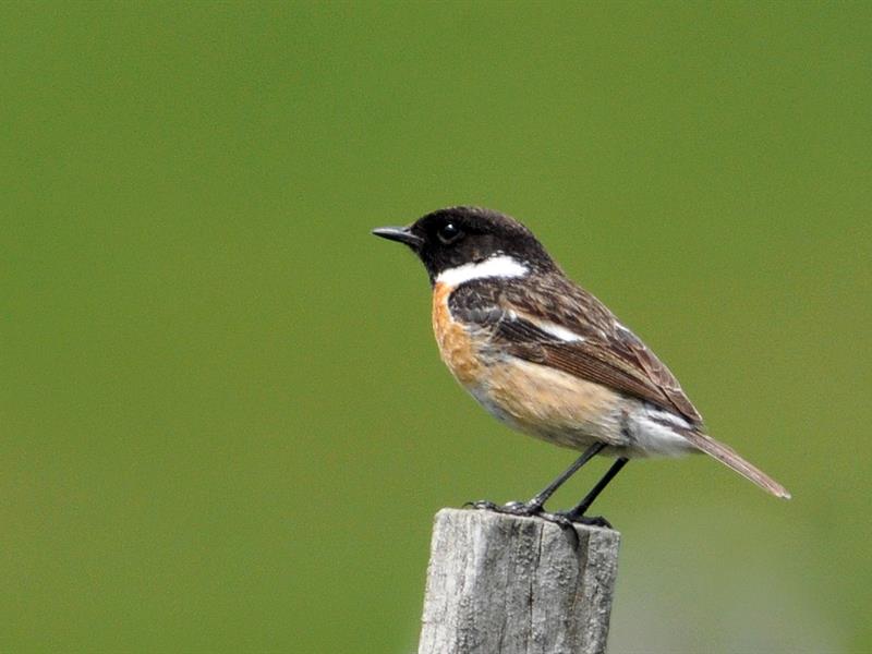 Sentiers Plaisir Observation des oiseaux