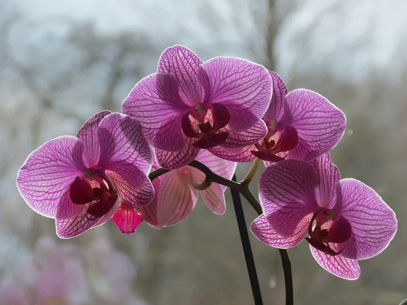 Conférence sur les orchidées de nos campagnes