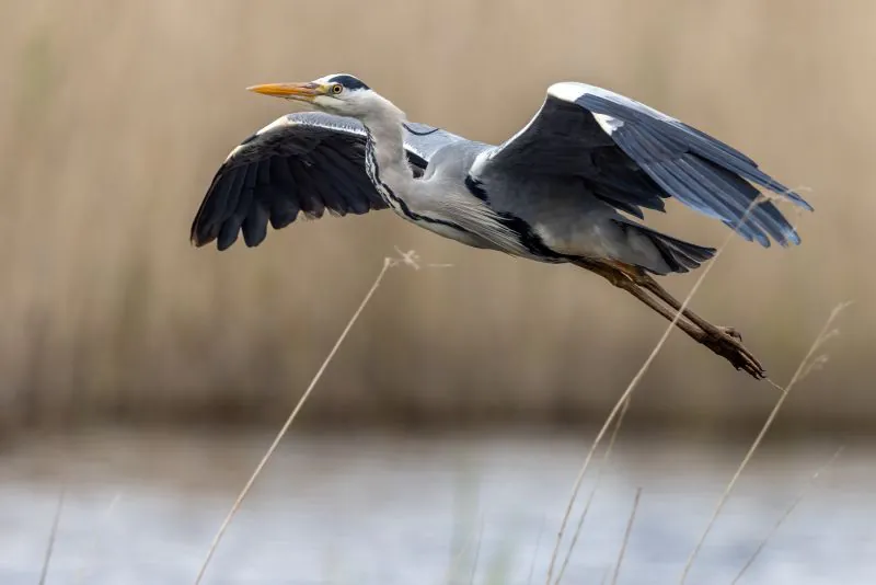 Visites nature au bord du Cher par la LPO