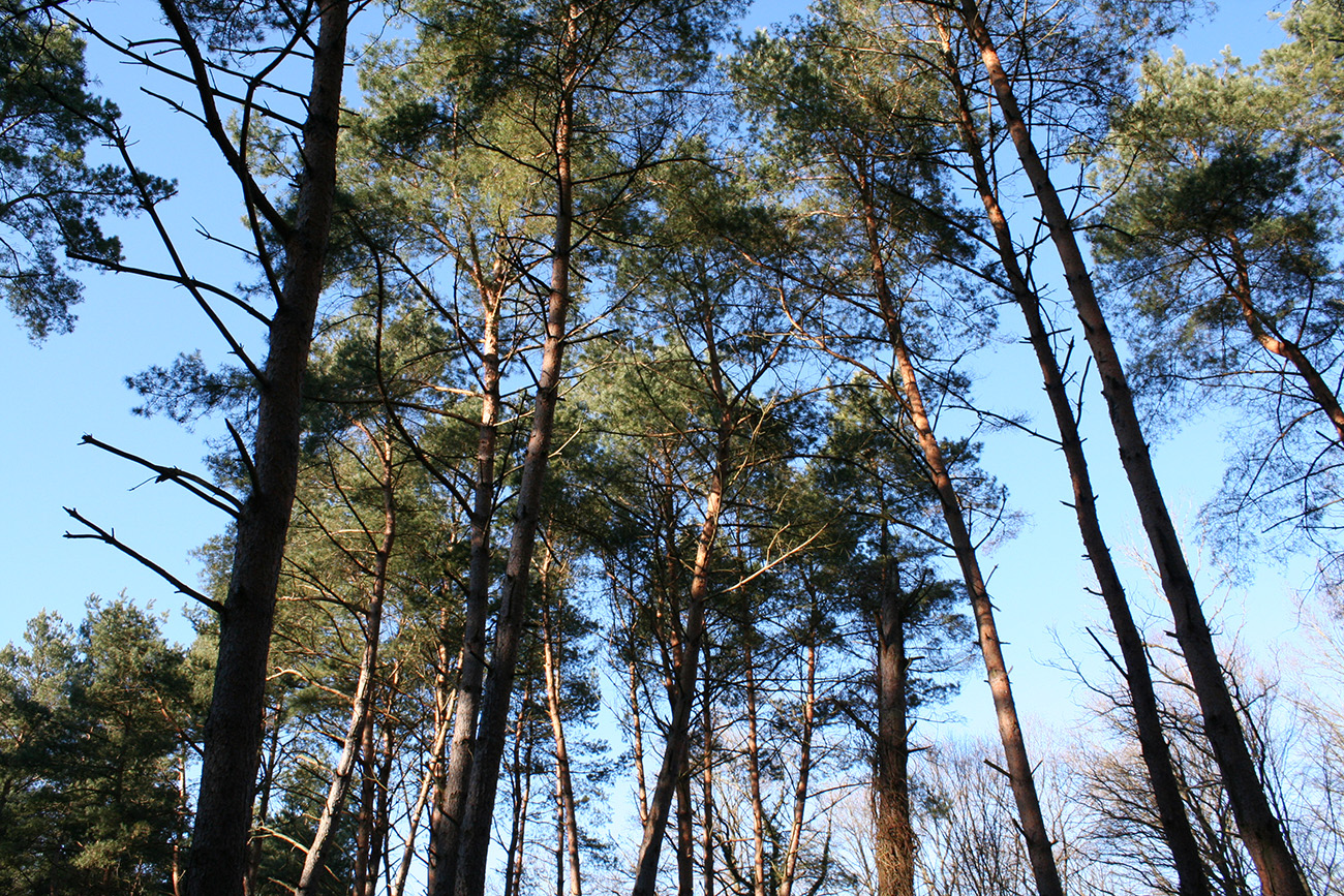 Sortie nature à Vauclair "Les plantations en forêt domaniale"