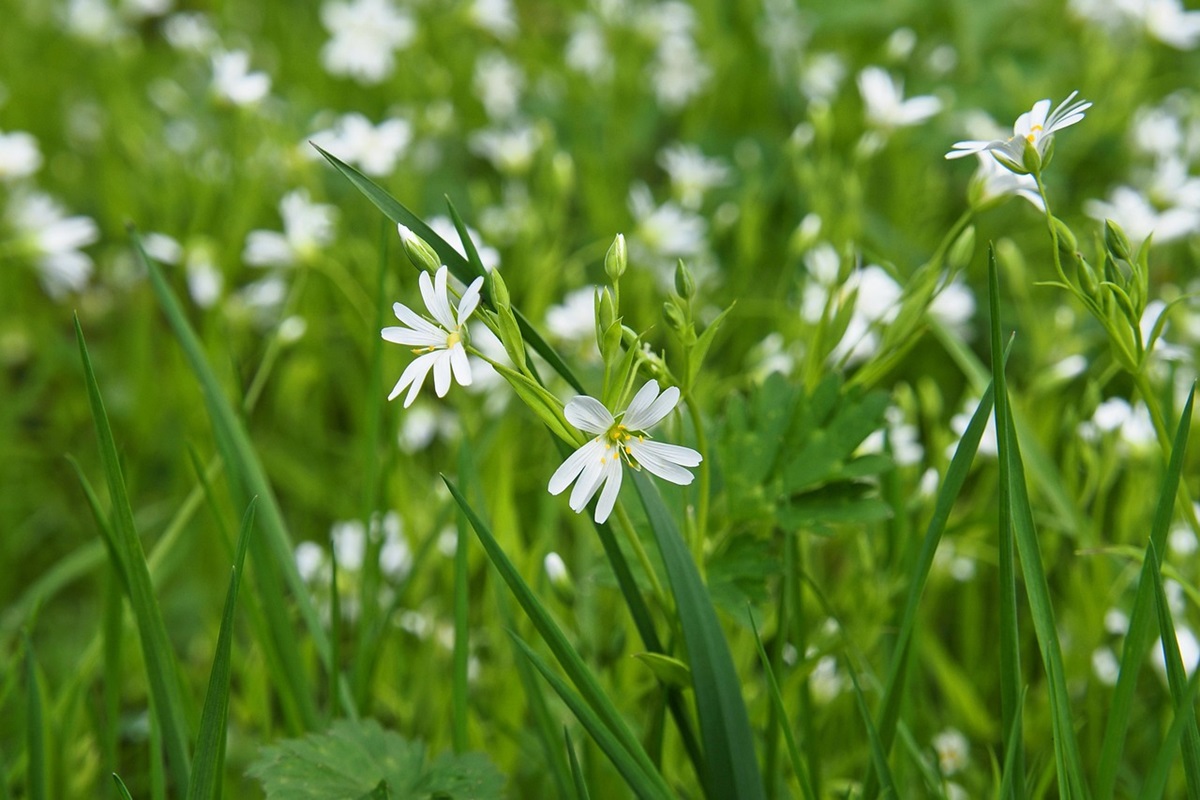 Découverte de la flore des Garettes