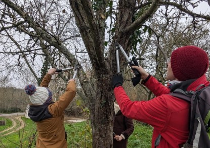 Greffe et taille d'arbres fruitiers à Boursay