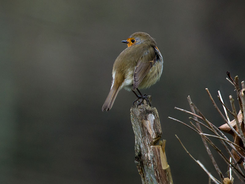 Visite "Le chant des oiseaux"