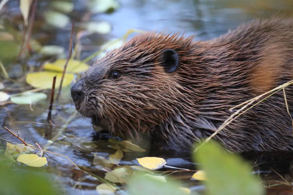 Sortie nature le Castor d'Europe