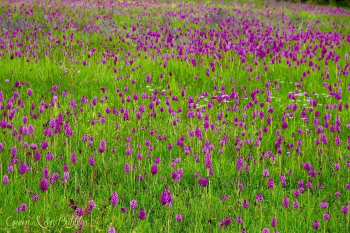 Sortie botanique : les orchidées sauvages en ville Castanet-Tolosan Castanet-Tolosan