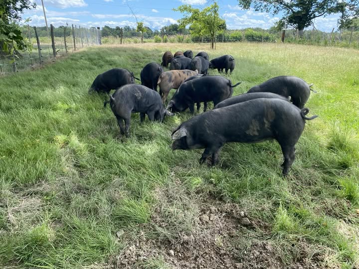 Vente directe à la ferme Porcs noirs du Gioulé