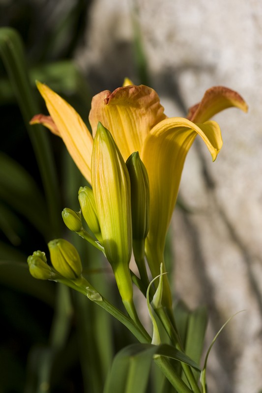 Balade gourmande au potager