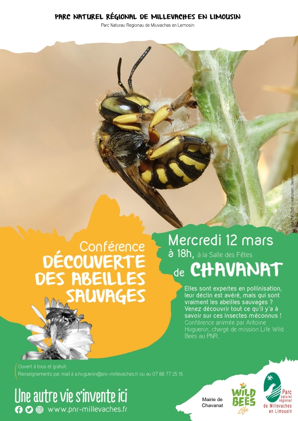 Conférence "Les abeilles sauvages"