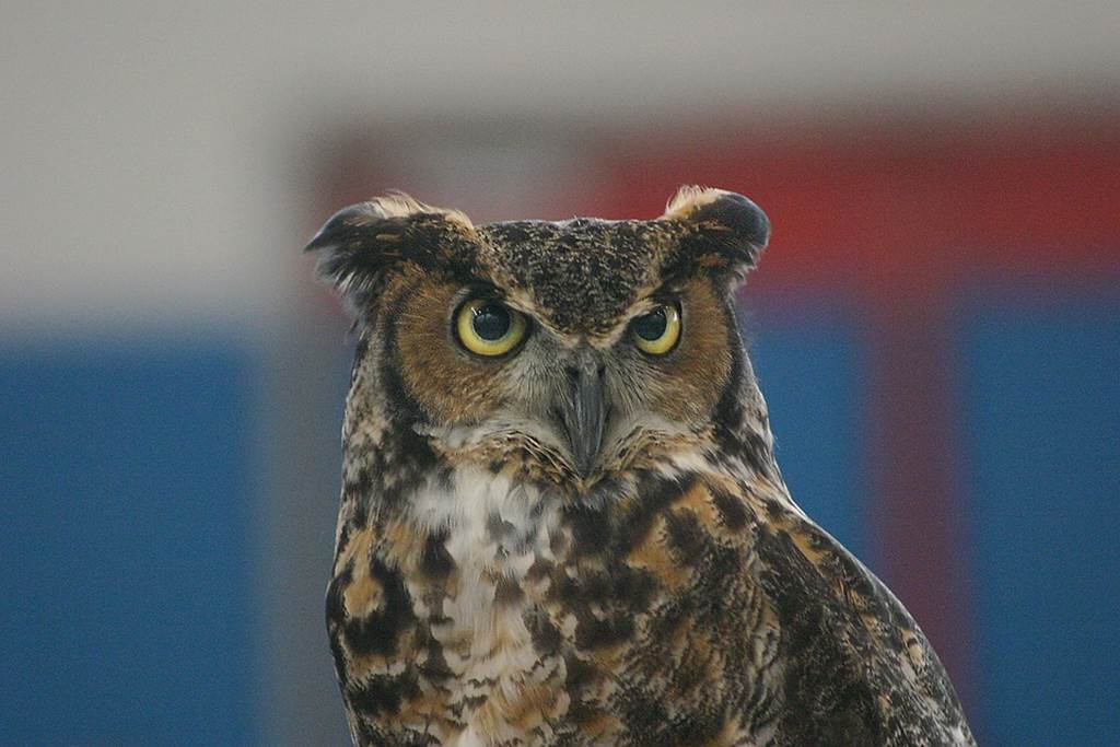 À l'écoute du Hibou Grand-Duc de Chooz