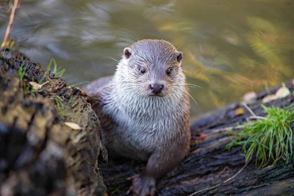 Sentier de la loutre