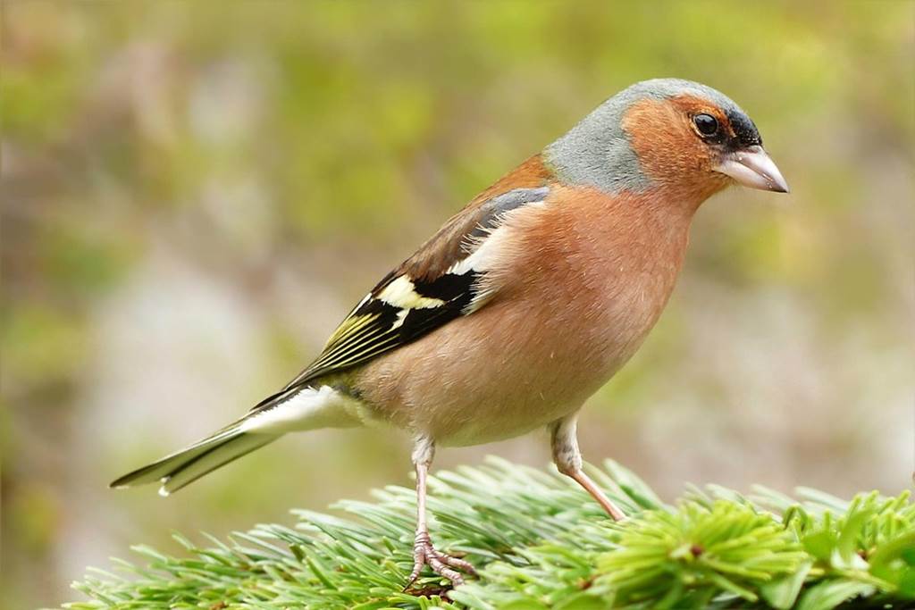 Les oiseaux du bocage