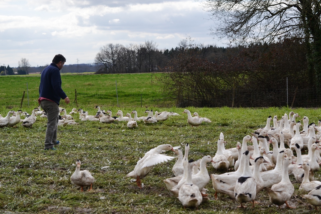 Visite de la ferme Degert  Canards