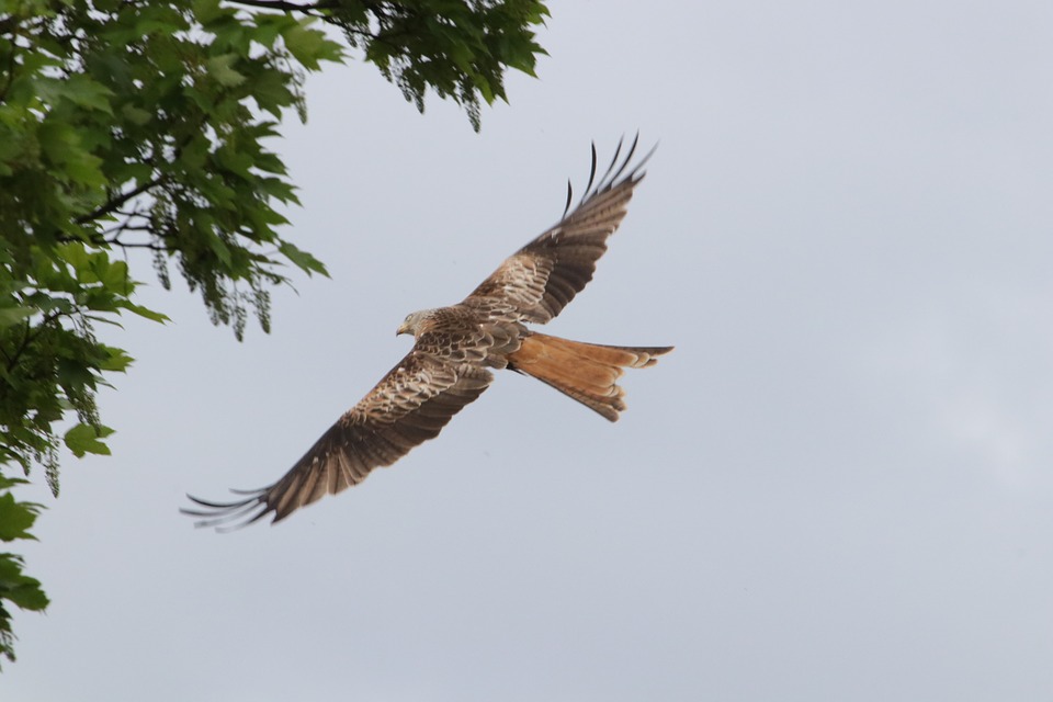 BALADE NATURALISTE DÉCOUVERTE DES RAPACES ET PLANTES COMESTIBLES