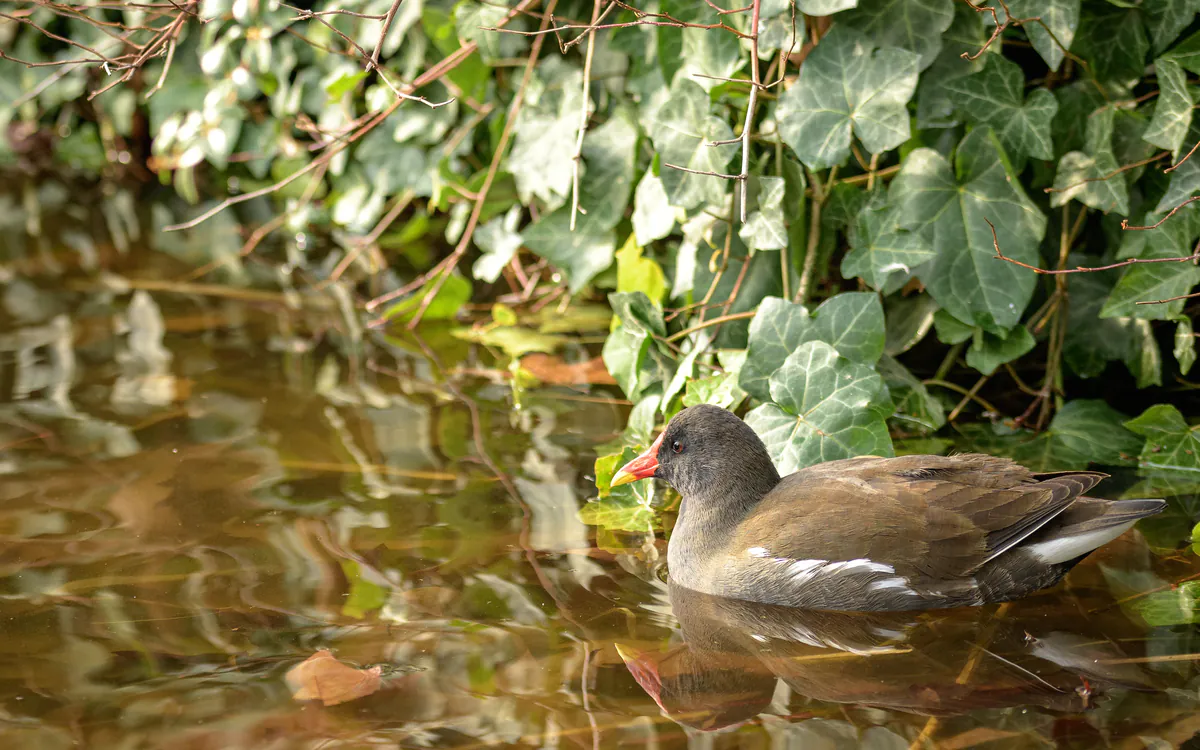 Découvrez la biodiversité du Parc de Bercy Maison de l'animal Paris