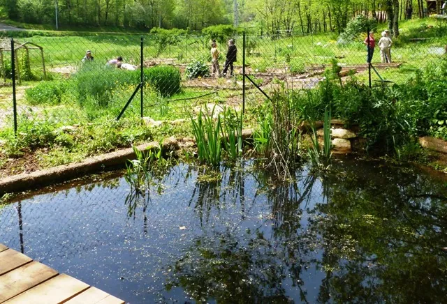 Comptage des habitants de la mare au Jardin Bourian