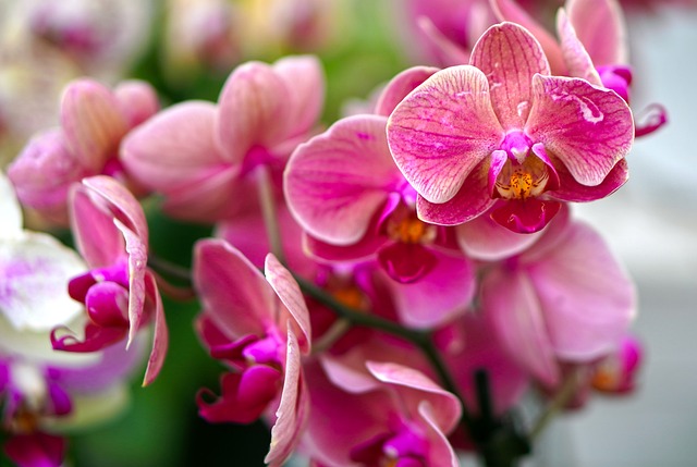 Salon des Orchidées Feytiat