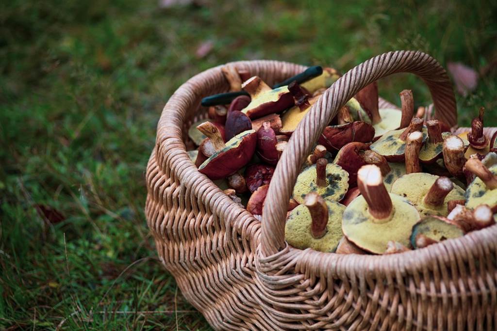 Découverte des champignons du Bois de Nichet