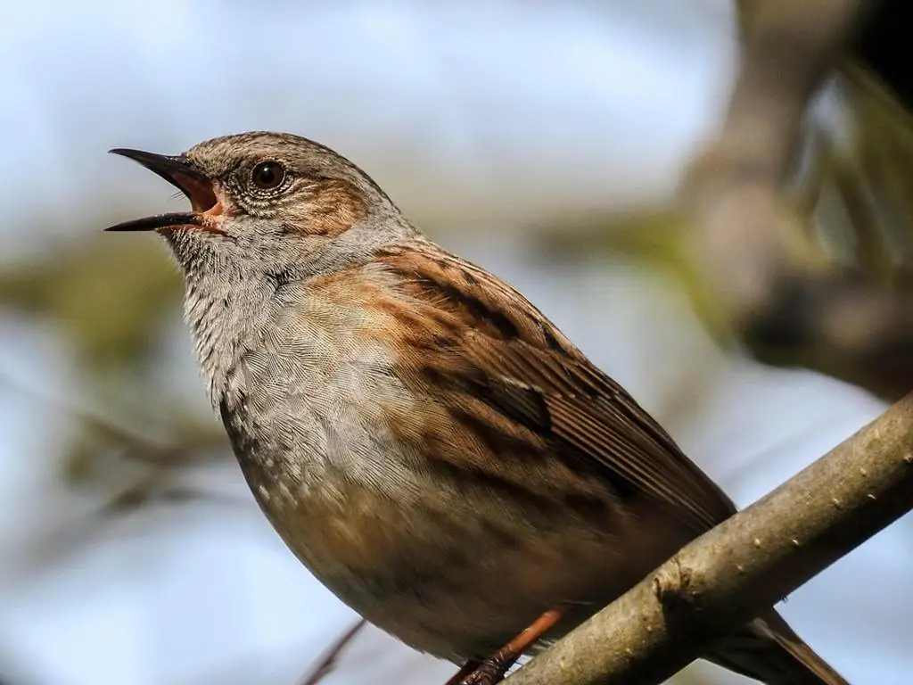 L'aube des oiseaux au Fort Condé