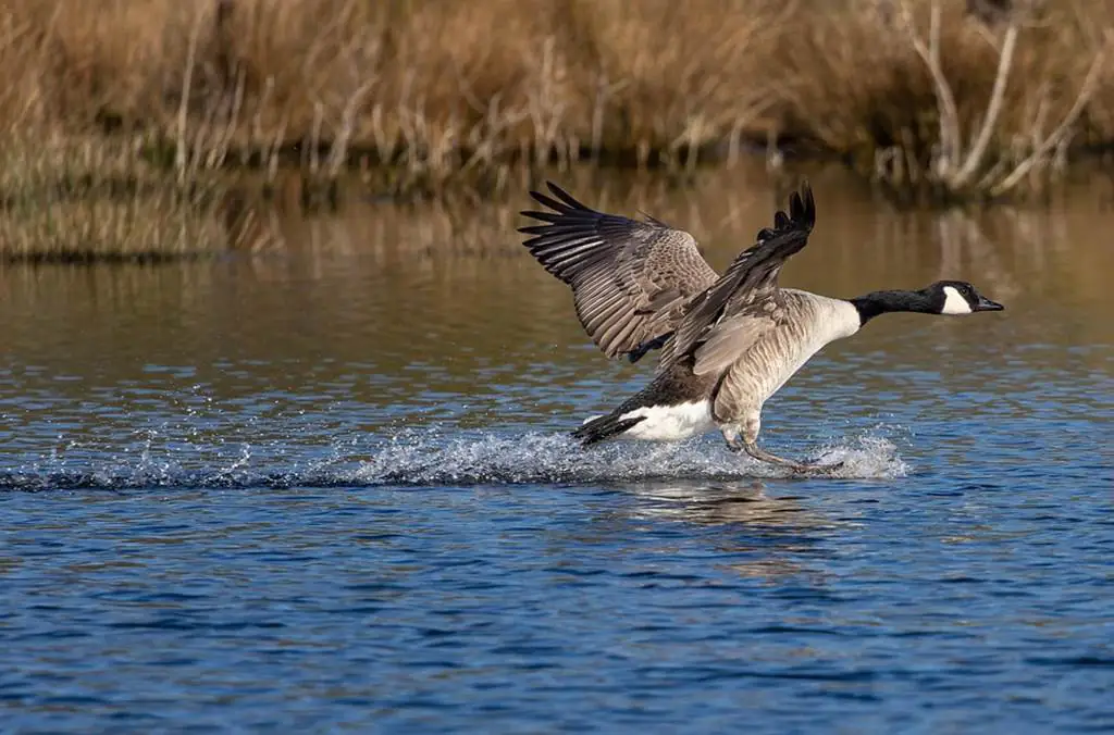 La Meuse frontalière et ses oiseaux