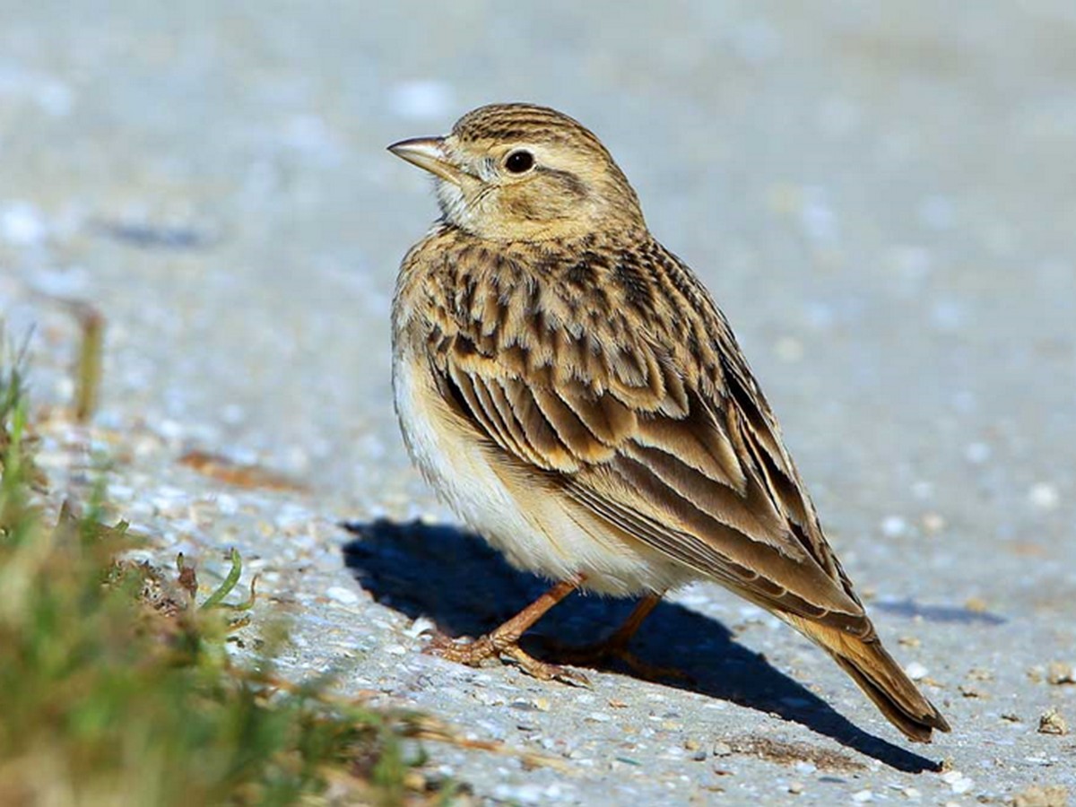 SORTIE LPO LES OISEAUX DE LA PLAGE DE MATEILLE