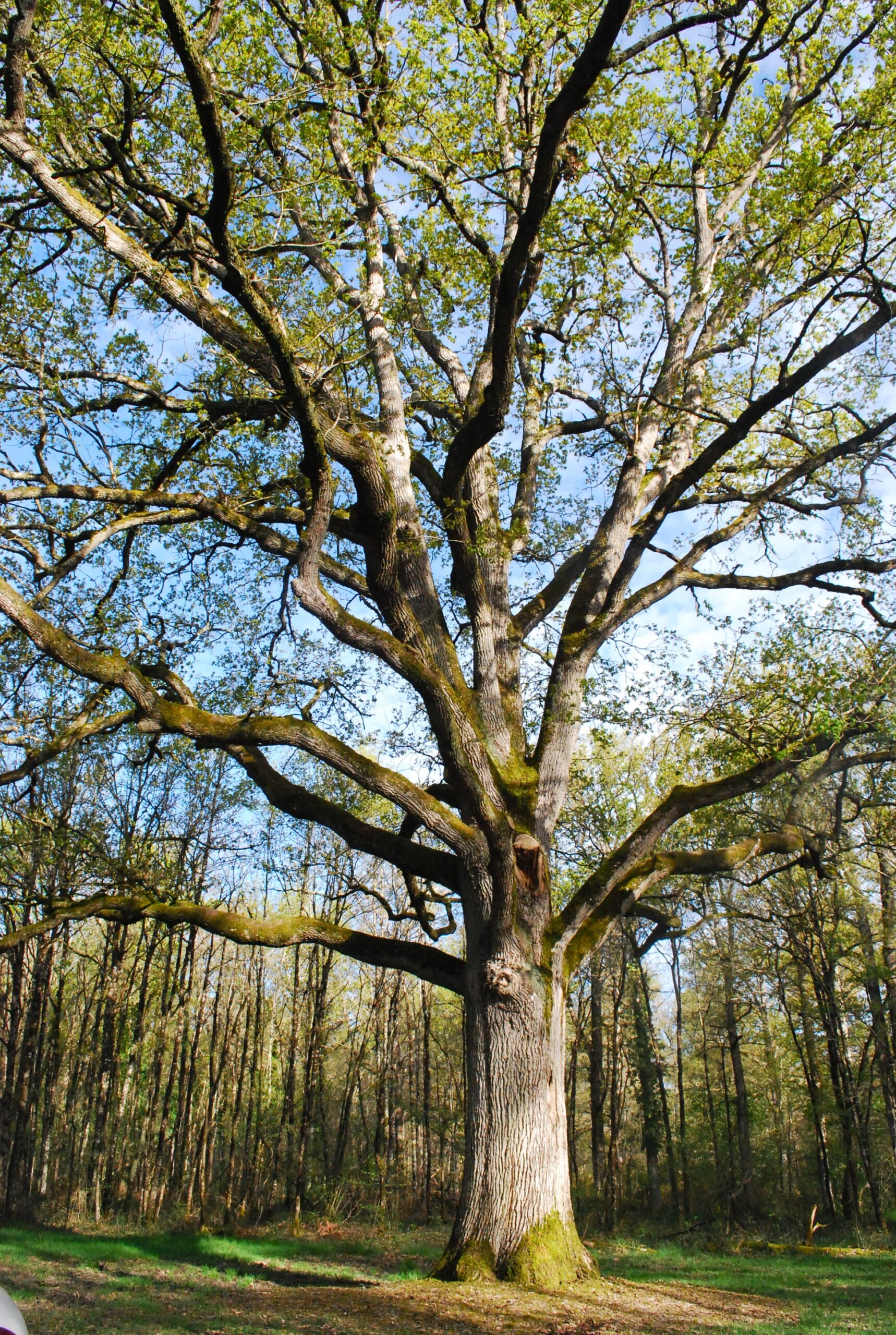 Secrets de Pays A la rencontre des arbres remarquables de la forêt de Scévolles