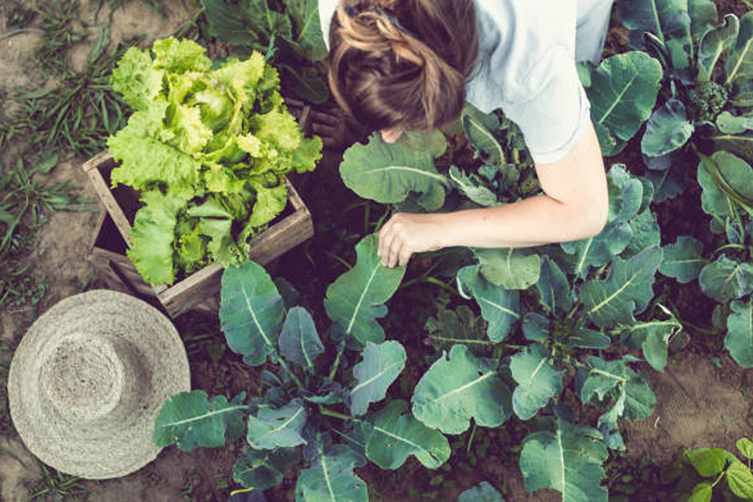 Atelier de permaculture