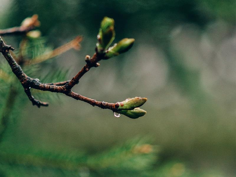 BOURGEONS ET PLANTES DE FIN D'HIVER