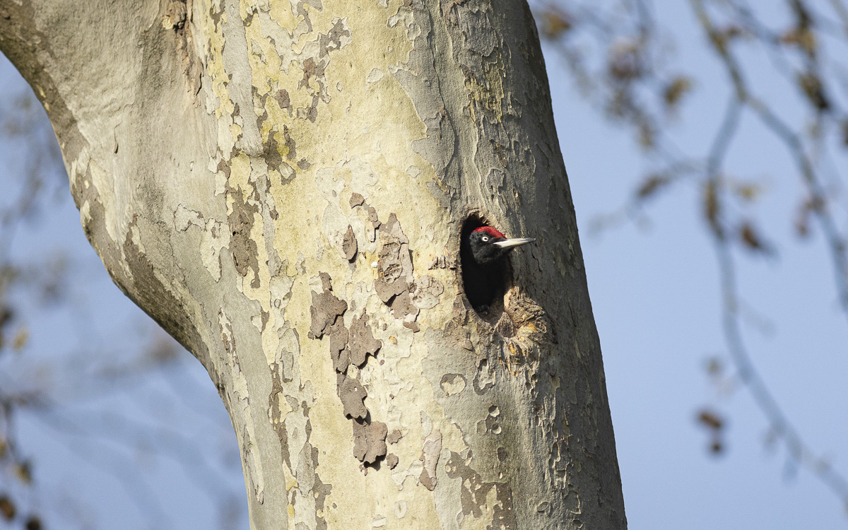 Initiation à la reconnaissance des chants d’oiseaux Maison Paris Nature Paris