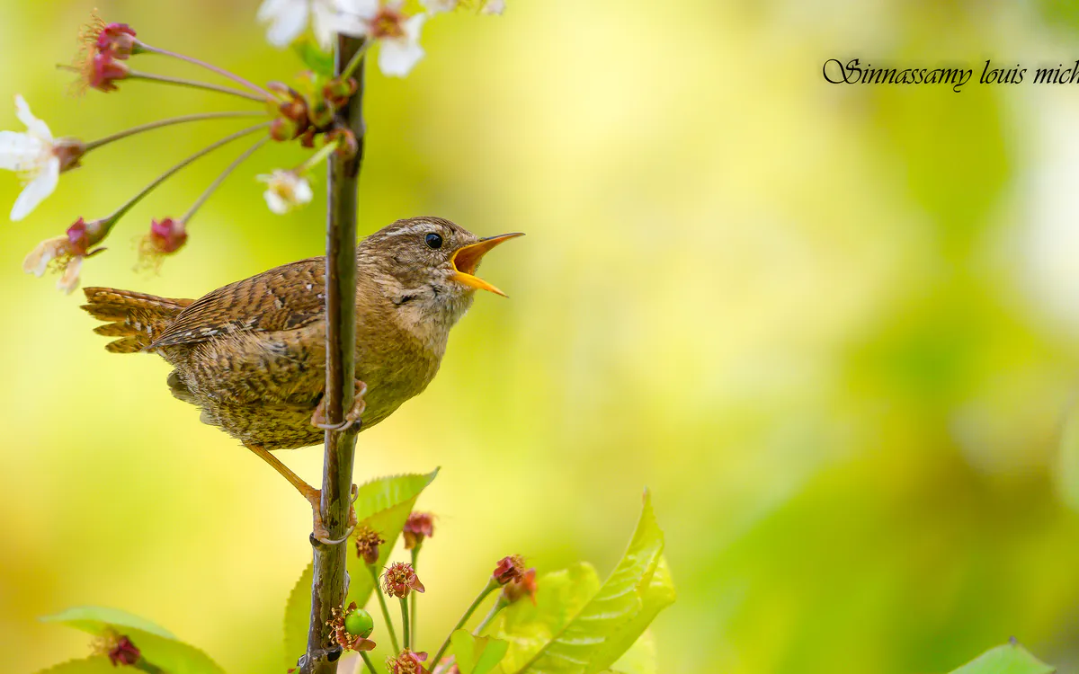 Initiation à la reconnaissance des chants d’oiseaux Maison Paris Nature Paris