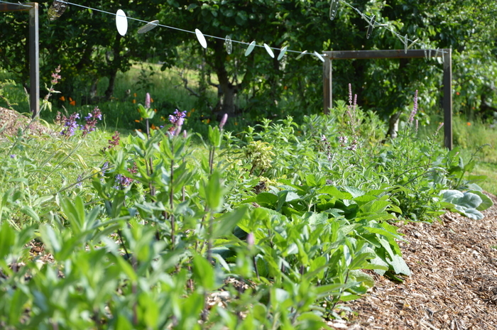 Visite libre du Jardin des Sens Jardin des Sens