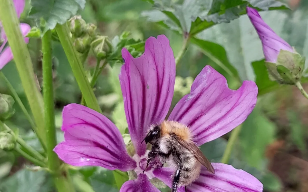 Journée d'animations pour les alternatives aux pesticides La Ferme de Paris Paris