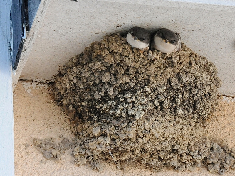 La Loire et ses oiseaux