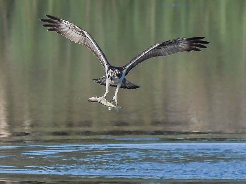 Un grand pêcheur venu du ciel le balbuzard