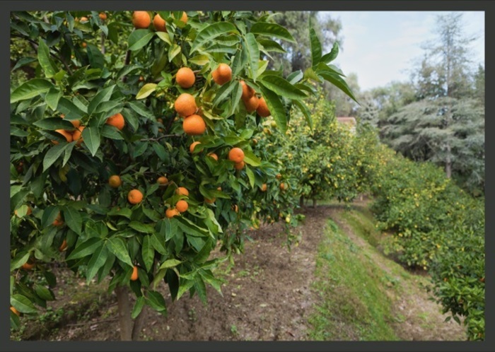 Découverte d’un jardin d’agrumes et de plantes subtropicales La Citronneraie Menton