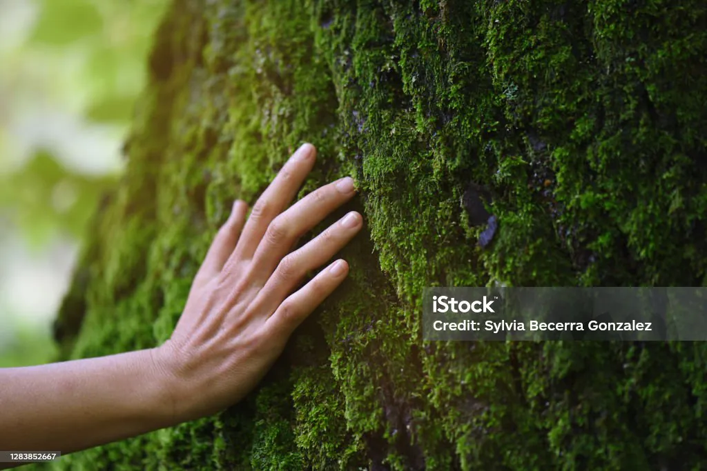 Balade nature gratuite "à l'éveil et au ressentis de nos 5 sens"