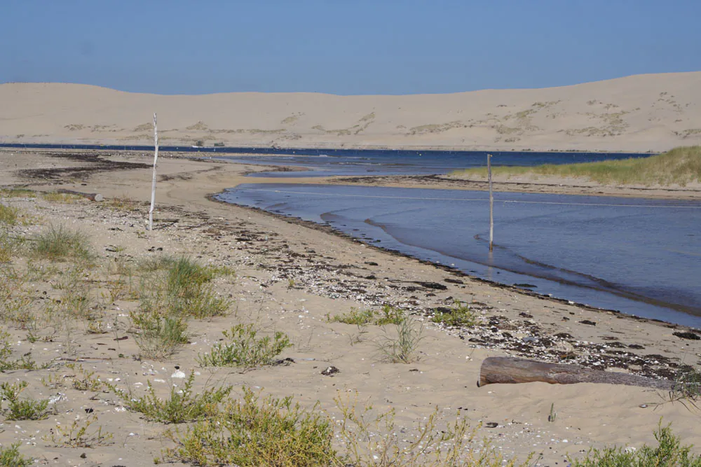 Laisse de mer trésors et enjeux de notre littoral