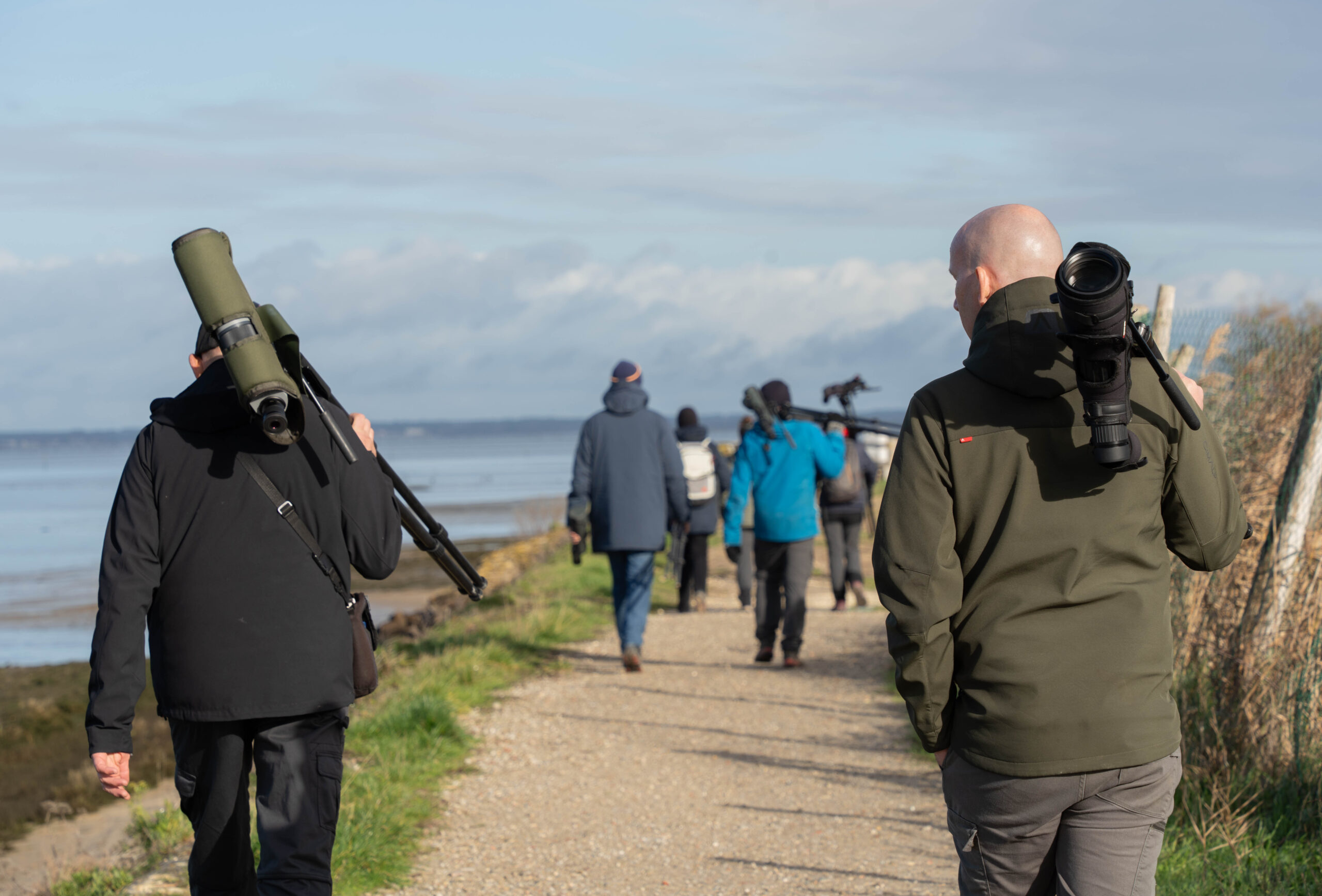 Formation aux oiseaux du littoral l'identification des limicoles (niveau perfectionnement))