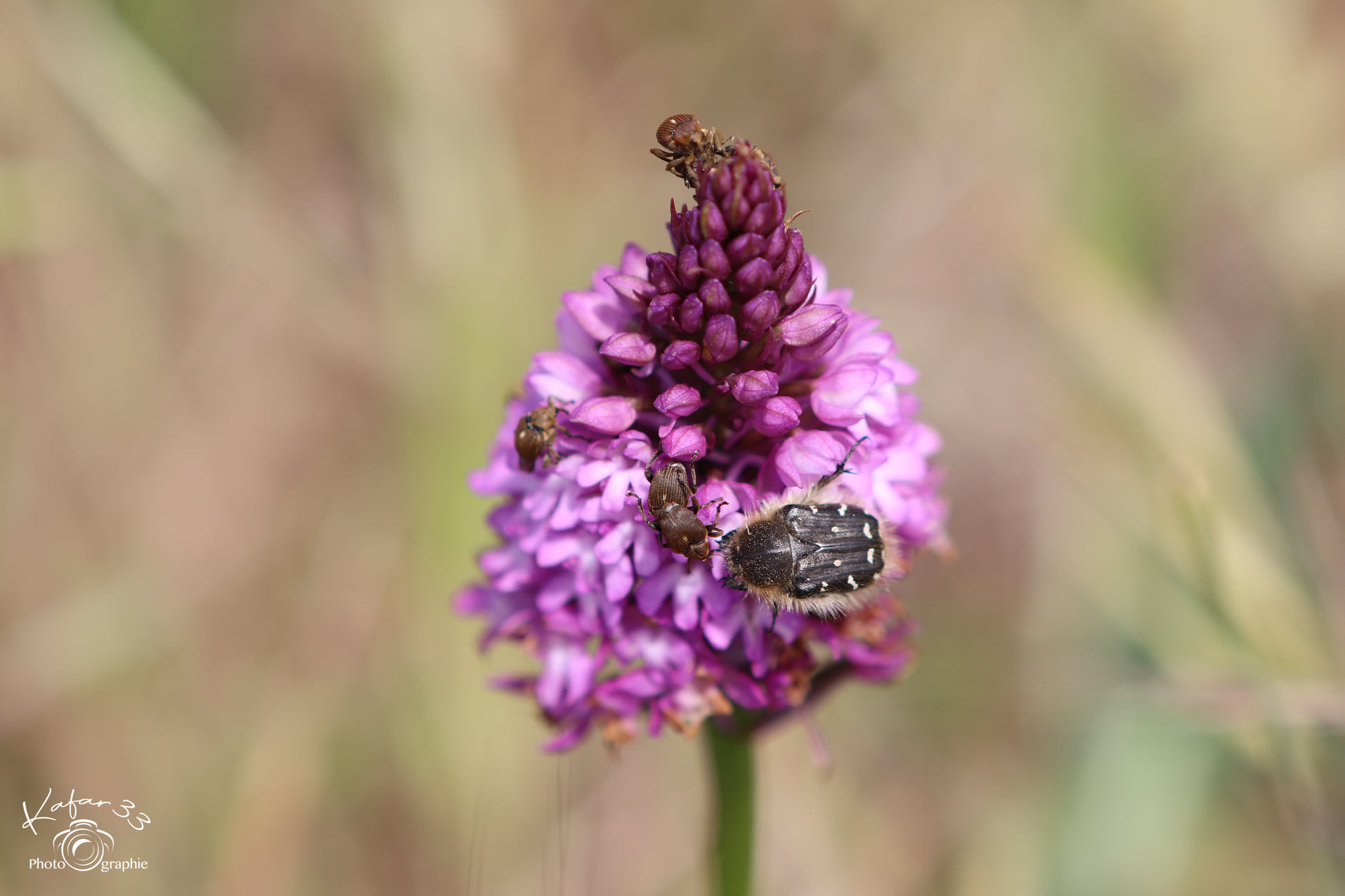 Les orchidées sauvages