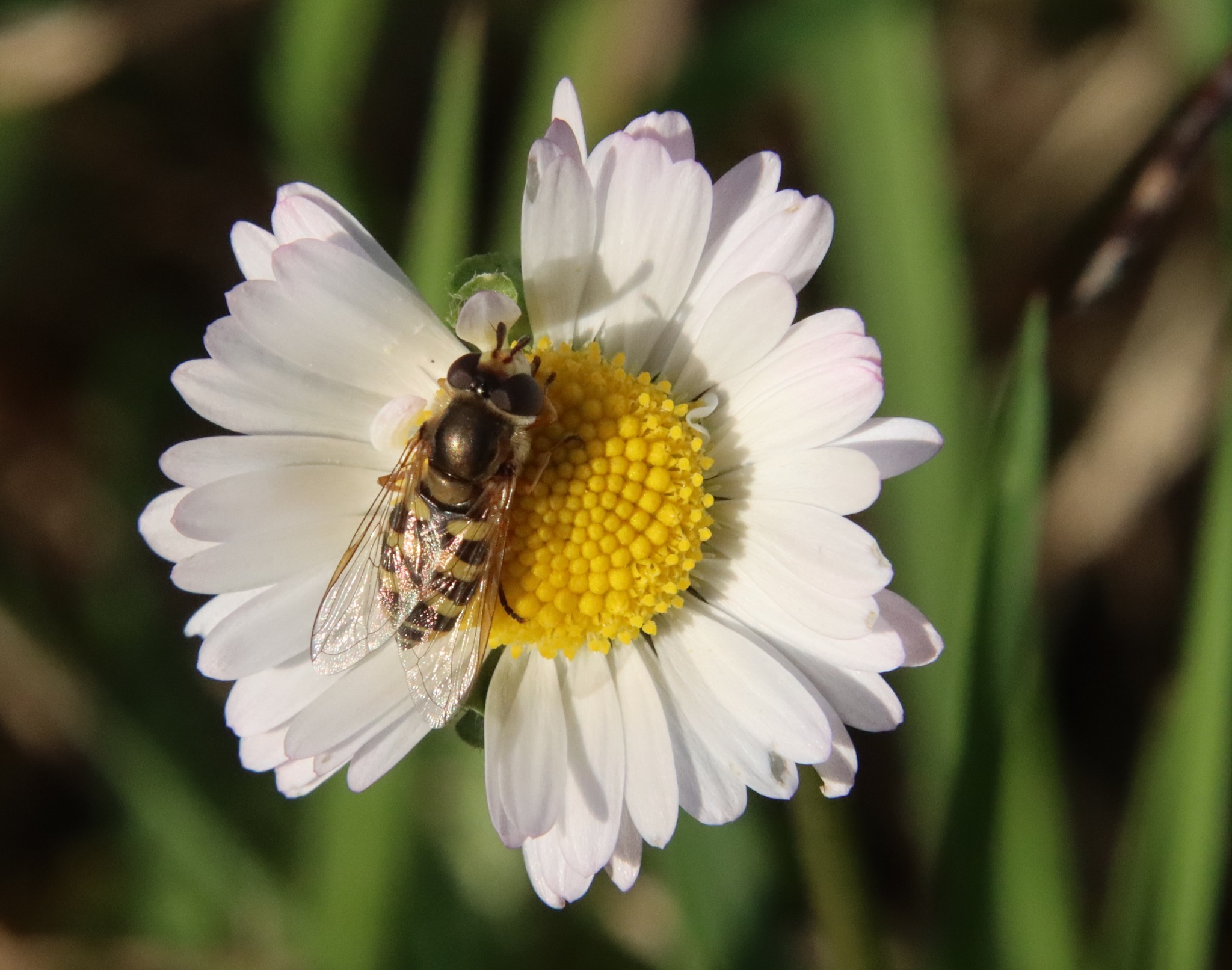 Les pollinisateurs