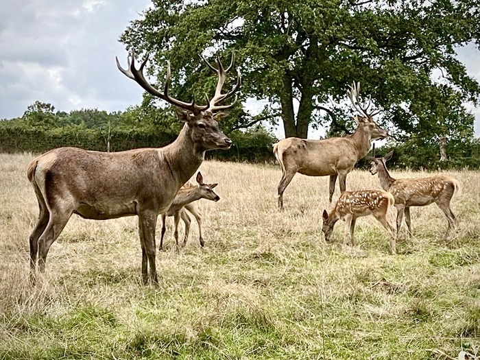 Journées découverte des faons Les cerfs de la Fardellière Chemillé-en-Anjou