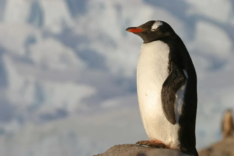 Les pingouins débarquent ! Histoires er ateliers