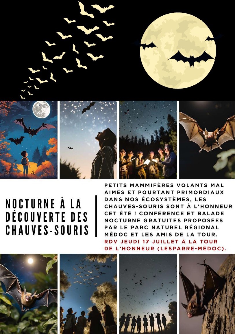 Nocturne à la découverte des chauves-souris